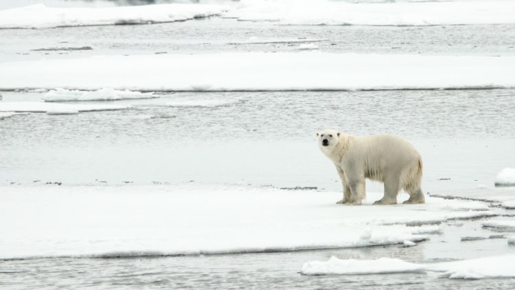 ...if we are lucky a polar bear crosses our path