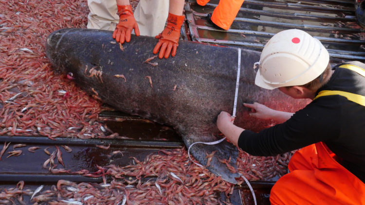 Greenland-shark-caught-in-prawn-trawl---it-is-measured-by-scientists,-tagged-and-released